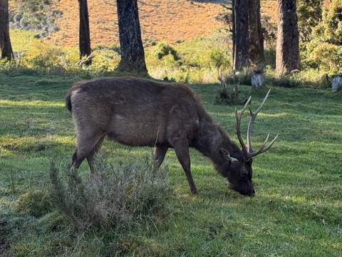       A deer with branching antlers grazes on green meadow grass beneath tall trees in soft morning light.
  