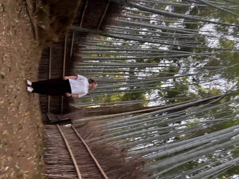       Vertical shot of a person gazing up at towering bamboo, heavily motion-blurred.
  