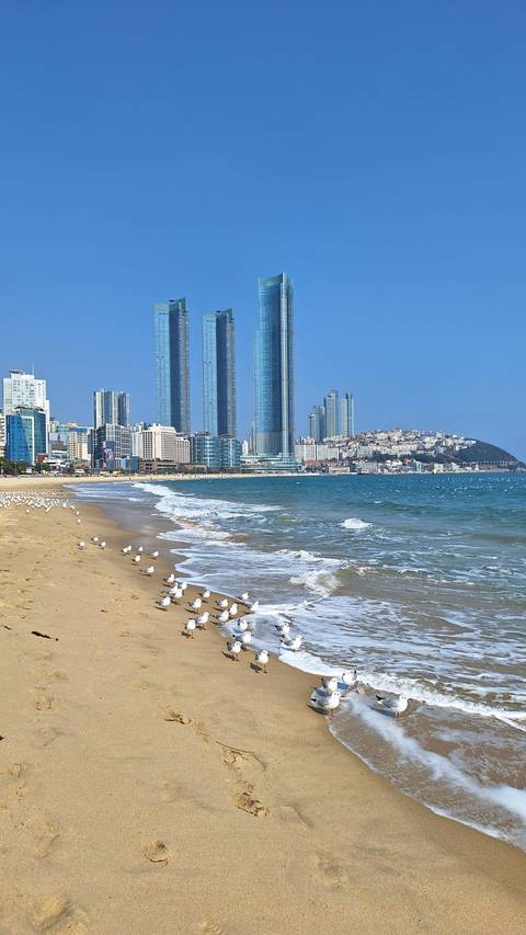       Sunny urban beach with seagulls, gentle waves, and modern high-rise skyline in Busan.
  