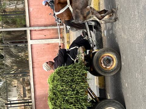       A man rides a small cart pulled by a horse carrying fresh fodder through city streets.
  
