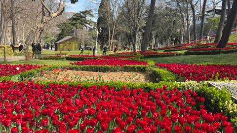       Vibrant red tulip gardens in city park with visitors strolling among the flower beds.
  