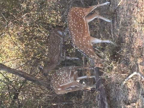       Spotted deer graze among dry bushes and branches in the wild
  
