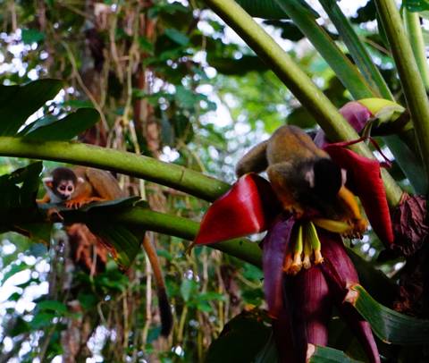       Small monkeys explore a flowering banana plant deep in the rainforest.
  