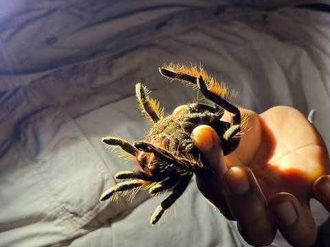       A hand carefully holds a large hairy tarantula under bright torchlight.
  
