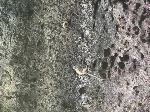       A lone monkey perches on a rugged volcanic cliff face pitted with holes and dark textures.
  