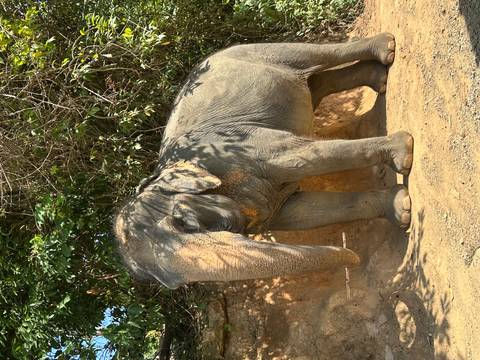       Close-up of an Asian elephant standing on dusty ground beneath leafy branches.
  