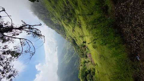       Lush green montane valley partly veiled in mist, viewed through overhanging tree branch.
  