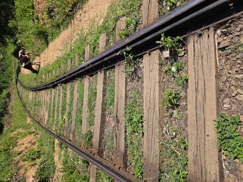       Old railway track curving through rural greenery with a cow grazing beside the rails.
  