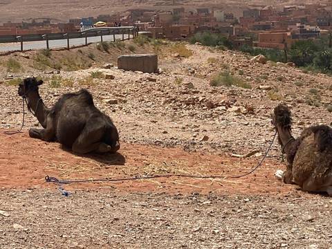       Two resting camels tethered on dusty roadside in arid landscape
  