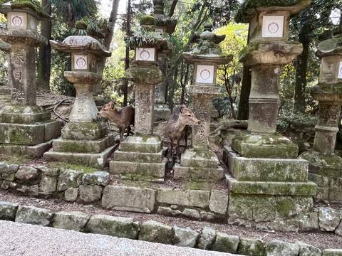       Two deer rest among ancient stone lanterns covered in moss within a shaded forest shrine setting.
  