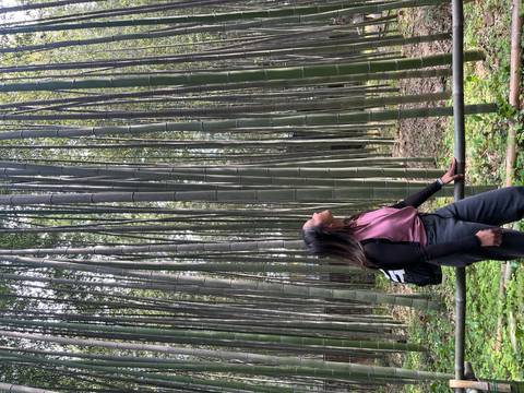       Traveler gazes upward amongst towering green bamboo stalks in Kyoto’s famous bamboo grove.
  