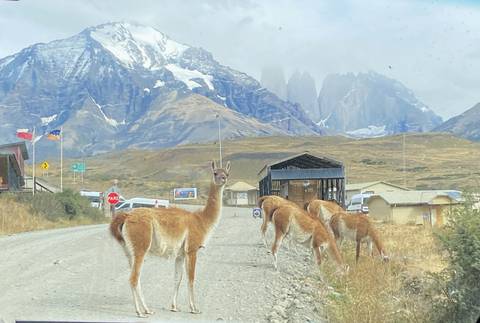       Guanacos walk along a gravel road with the dramatic snow-capped peaks of Torres del Paine rising behind.
  