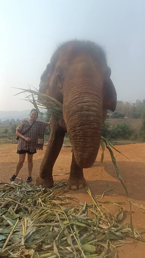       Traveler standing beside large elephant in sanctuary with hazy hills in background.
  