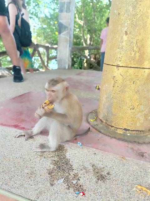       A young macaque monkey sits on a cement floor eating a piece of banana beside a gold-painted post.
  