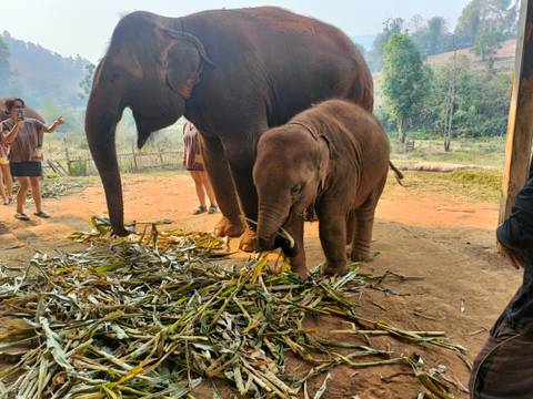       Adult and baby elephants feed on corn stalks while visitors watch at an outdoor sanctuary.
  
