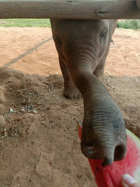       Close-up of an elephant’s trunk reaching toward the camera on dusty ground.
  