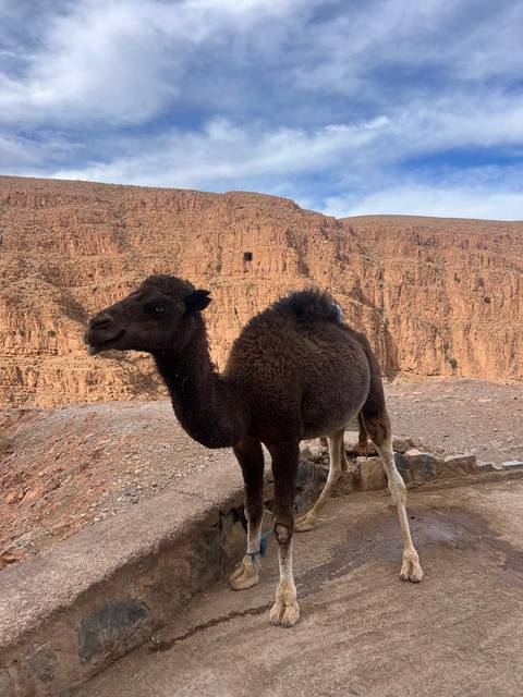       Morocco Grand Private Tour in 18-Day : Imperial Cities, Sahara Adventure &amp; Coasts customer review photo 
  