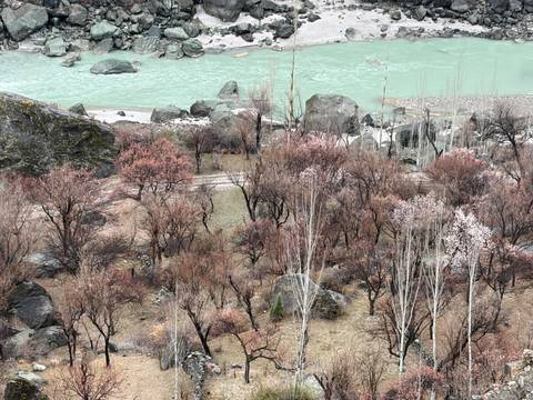       View of turquoise river, rocky banks and leafless blossoming shrubs in early spring
  