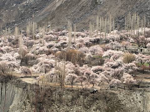       Hillside orchard of pale pink blossom trees densely covering the slope
  