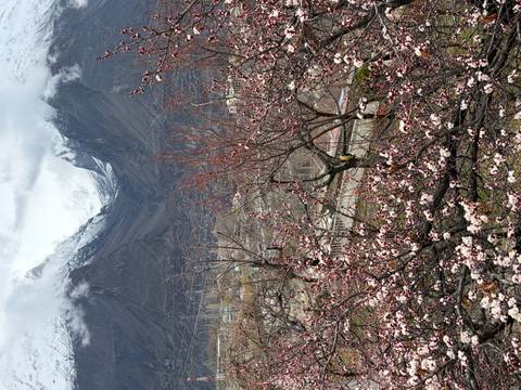       Pink apricot blossoms in foreground with snow-covered Karakoram peaks in misty background
  