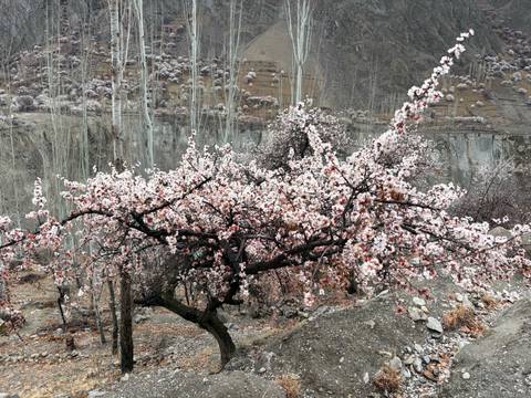       Branch of flowering apricot tree laden with white and pink blossoms on rocky slope
  
