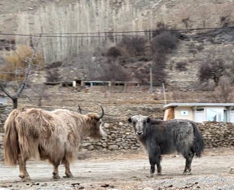       Two shaggy yaks standing on stony ground with blurred hillside village behind
  