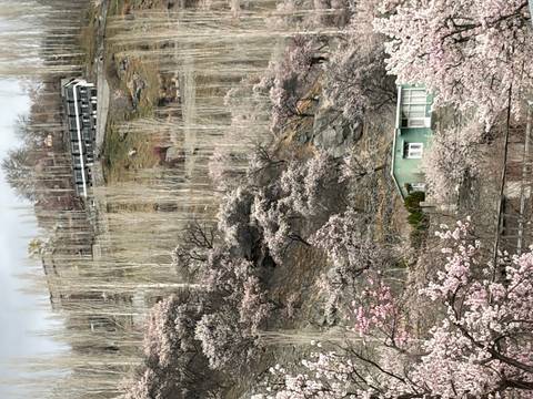       Hillside covered with flowering trees and sparse poplars with buildings above
  
