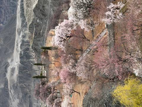       Mountain terrace dotted with pink flowering trees and stone walls in early spring
  