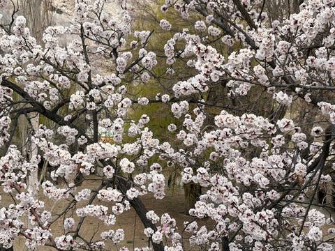       Close-up view of tree branches covered in pale pink-white spring blossoms with muted hills in the background.
  
