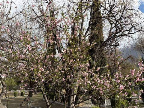       Spring scene of pink blossoms clustered on tree branches with tall evergreens and hazy mountains behind.
  