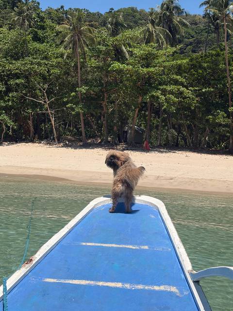       Small shaggy dog standing on the bow of a blue boat looking back toward a sandy shore lined with trees.
  