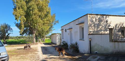       A rural whitewashed farmhouse with a dog standing on a dirt track outside.
  
