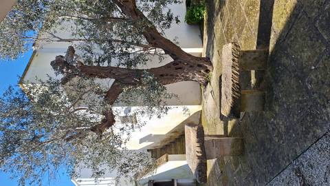       Sunlit courtyard with a gnarled olive tree and circular stone tables beside a whitewashed building.
  