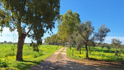       Rural dirt lane lined with eucalyptus and olive trees leading through bright green fields.
  