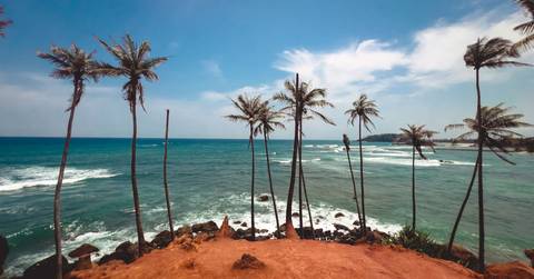       Iconic row of slender palm trees on a red-earth headland overlooking vivid turquoise ocean waves
  