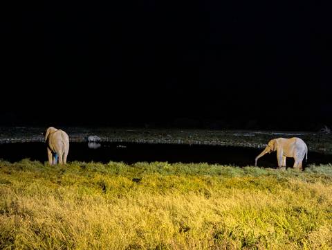       Two elephants drink quietly at a dimly lit waterhole against inky black night in Etosha.
  