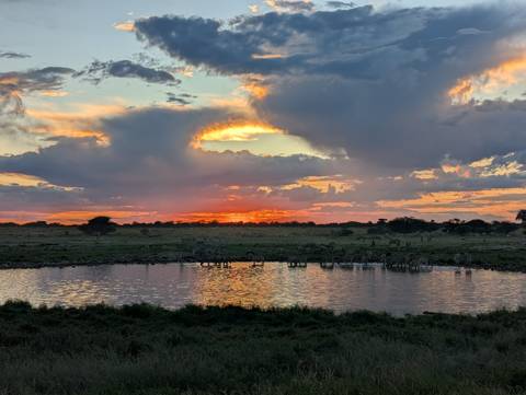       Brilliant sunset colours reflect on watering hole surrounded by silhouettes of zebras and trees.
  