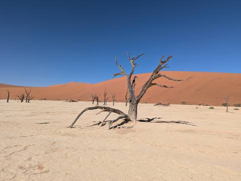       Bleached dead camel-thorn tree stands stark against cracked white clay pan and towering red dune in Deadvlei.
  