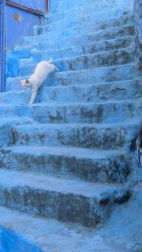       Weathered blue-painted staircase with a cat’s paw stepping into frame in Chefchaouen
  