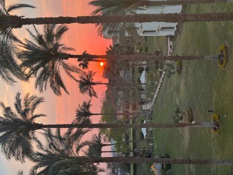       Palm-lined hotel garden with vivid orange sunset sinking behind silhouettes
  