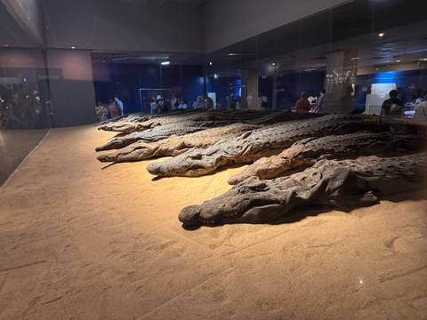       Row of mummified crocodiles displayed behind glass in Kom Ombo museum
  