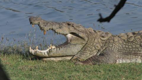       Close-up of a crocodile on grassy riverbank with jaws open beside rippling water.
  