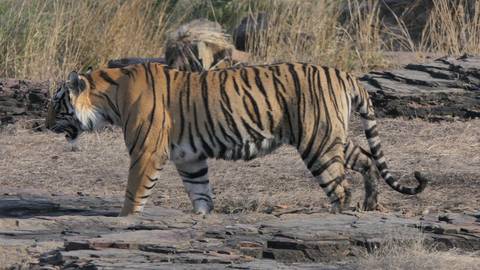       Side profile of a Bengal tiger walking across rocky ground with tall dry grass behind.
  