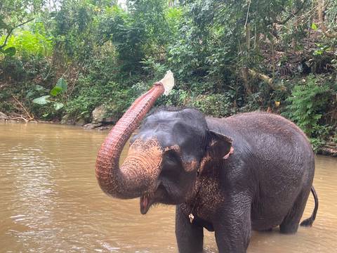       Wet Asian elephant spraying water with its trunk in a river.
  