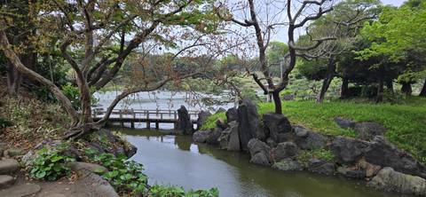       Serene Japanese garden pond with bridge and sculpted trees in spring foliage.
  