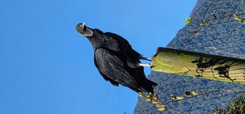       A black vulture perches atop a wooden post against a clear blue sky.
  