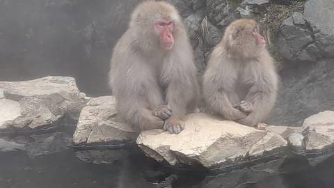       Two snow monkeys sitting on rocks at the edge of a steamy hot spring.
  