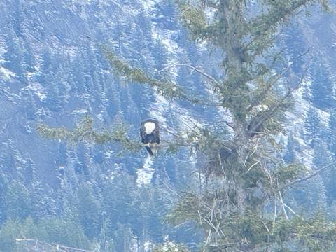       A distant bald eagle perches on a high tree branch against a backdrop of steep, snow-dusted mountains.
  