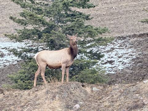      A lone elk stands alert on a rocky hillside with sparse snow and evergreens behind.
  