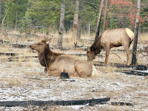       Two elk, one lying down and one grazing, rest among charred tree stumps with light snow on the ground.
  